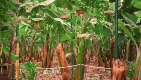 VIDEO Bananele sunt pe cale de dispariție. Încălzirea globală și schimbările climatice afectează producția